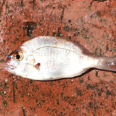 アジ、ツバス、チャリコ、キス、コサバ