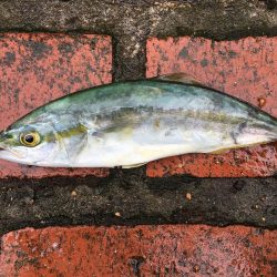 アジ、ツバス、コサバ