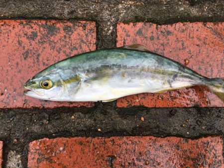 アジ、ツバス、コサバ