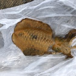 飴色のモンスター