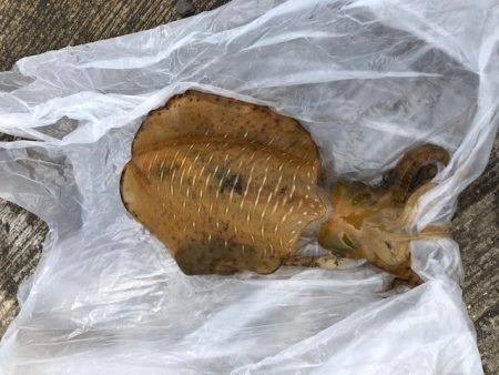 飴色のモンスター