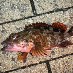 メバルもそろそろ終了か