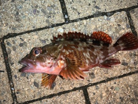 メバルもそろそろ終了か