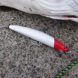 加太大波止でシーバス