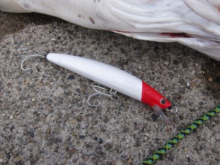 加太大波止でシーバス