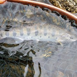 綺麗な8寸アマゴ他