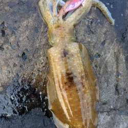 今季の記録更新