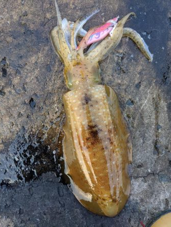 今季の記録更新