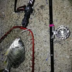 南港へち釣行(2020/06/06 南港ヘチ釣り キビレチヌ(32cm,31cm~)ガシラ 釣果有り)