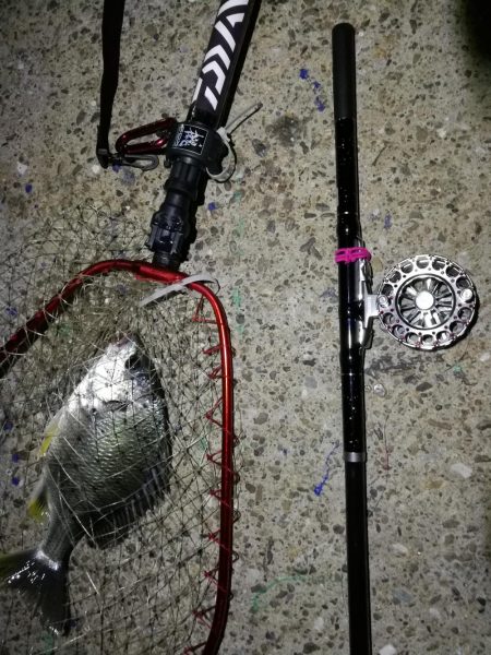 南港へち釣行(2020/06/06 南港ヘチ釣り キビレチヌ(32cm,31cm~)ガシラ 釣果有り)