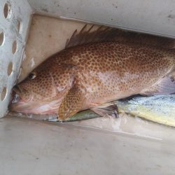 ボチボチやな！