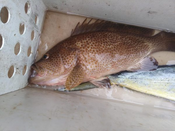 ボチボチやな！