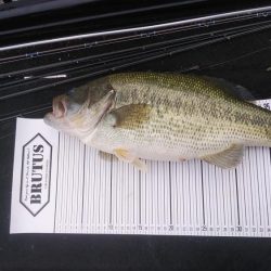 ポストスポーン絶好調