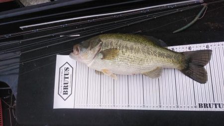 ポストスポーン絶好調