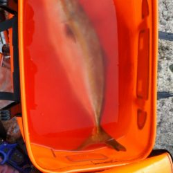 貝塚人口島でハマチ