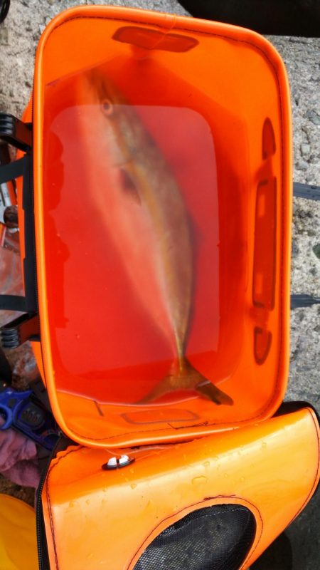 貝塚人口島でハマチ