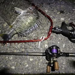 (2020/06/13 南港ヘチ釣り キビレチヌ(44.5cm,42cm~)ガシラ22 cm 釣果有り)