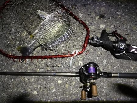 (2020/06/13 南港ヘチ釣り キビレチヌ(44.5cm,42cm~)ガシラ22 cm 釣果有り)