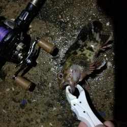 (2020/06/14 南港ヘチ釣り 真チヌ(49.5cm)ガシラ 釣果有り)