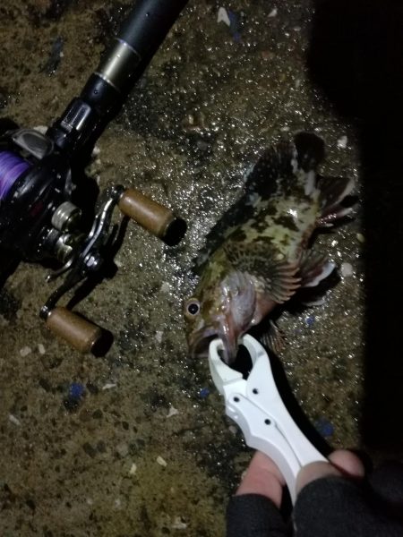 (2020/06/14 南港ヘチ釣り 真チヌ(49.5cm)ガシラ 釣果有り)