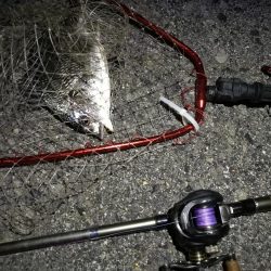 （2020/06/17 南港ヘチ釣り　 キビレチヌ（43cm、39cm～）ガシラ 釣果有り）