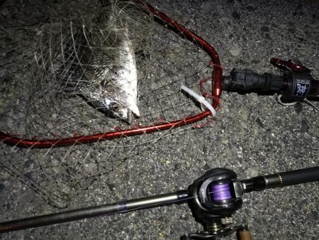 （2020/06/17 南港ヘチ釣り　 キビレチヌ（43cm、39cm～）ガシラ 釣果有り）