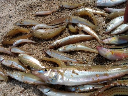 巨大シロギス筆頭に４０匹超え