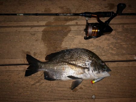 ポップクィーンでギンガメアジとチヌ