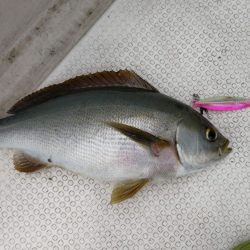 マイボート釣行！！近海でSLJ タイラバ！！