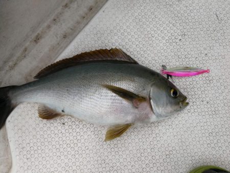 マイボート釣行！！近海でSLJ タイラバ！！
