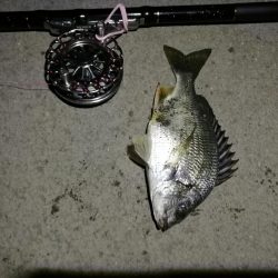 (2020/06/21 南港ヘチ釣り キビレチヌ46cm 頭、ガシラ 釣果有り)