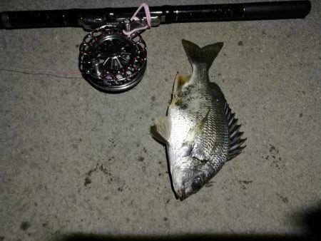 (2020/06/21 南港ヘチ釣り キビレチヌ46cm 頭、ガシラ 釣果有り)