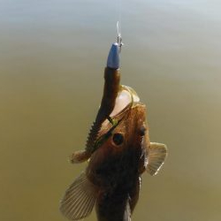 夏マゴチ絶好調