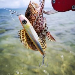 インリーフでなかなかの好調