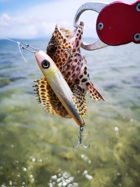 インリーフでなかなかの好調