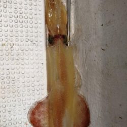 SLJで五目釣り!!