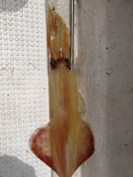 SLJで五目釣り!!