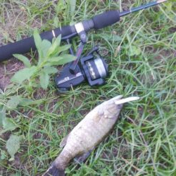 スモールマウスバスプチラシュ