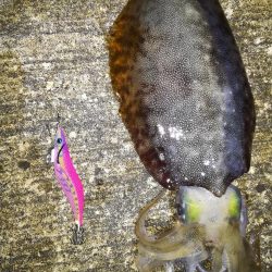 アオリイカ!念願の2キロアップ