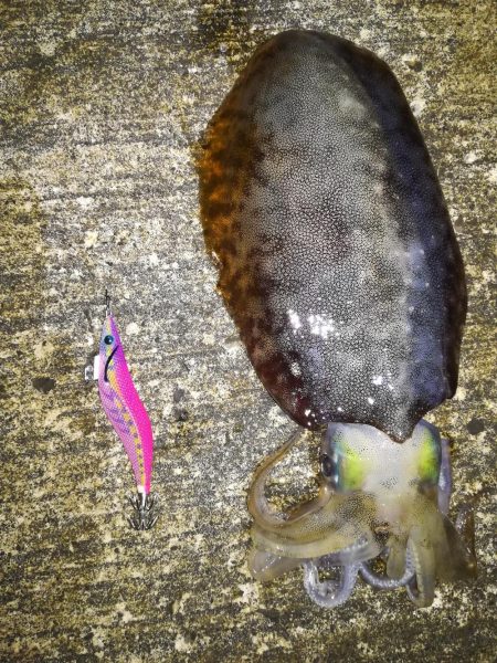 アオリイカ!念願の2キロアップ