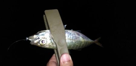 メバル、アジ、カサゴ