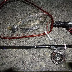 （2020/06/26 南港ヘチ釣り　 キビレチヌ38cm～ 釣果有り）