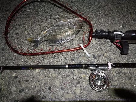 （2020/06/26 南港ヘチ釣り　 キビレチヌ38cm～ 釣果有り）