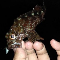 メバル、カサゴ