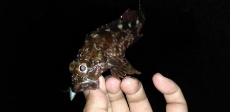 メバル、カサゴ