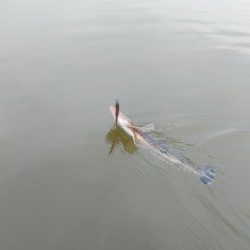 宮津マゴチ釣果