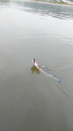 宮津マゴチ釣果