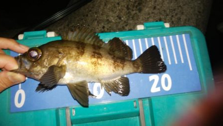 激渋メバリング