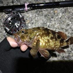 (2020/06/27 南港ヘチ釣り キビレチヌ41cm~ 釣果有り)