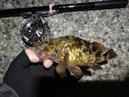 (2020/06/27 南港ヘチ釣り キビレチヌ41cm~ 釣果有り)